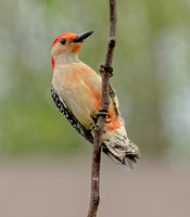 Red-bellied Woodpecker, 28 May 2022, Mansfield, Tolland Co.