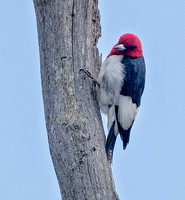 Red-headed Woodpecker, 12 April 2021, Salem, New London Co.