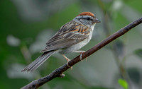 Chipping Sparrow, 1 August 2021, Mansfield, Tolland Co.