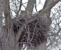 Great Horned Owl nest, 2 April 2013, Portland, Middlesex Co.