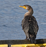 Double-crested Cormorant, 30 November 2013, Cape Cod Canal, Sandwich, MA