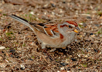 American Tree Sparrow, 4 January 2023, Lyme, New London Co.