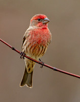House Finch, 17 November 2020, Mansfield, Tolland co