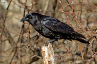 American Crow, 13 April 2017 Mansfield, Tolland Co.