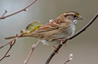 White-throated Sparrow, 28 October 2021, Mansfield, Tolland Co.