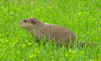 Woodchuck, 2 June 2019, Mansfield, Tolland Co.