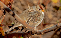 White-crowned Sparrow, 20 December 2022, Lyme, New London Co
