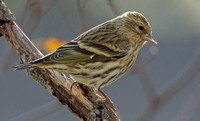 Pine Siskin, 18 October 2020, Mansfield, Tolland Co.