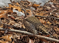 Northern "Yellow-shafted" Flicker, 27 February 2015, Milford, New Haven Co.