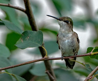 Ruby-throated Hummingbird, 11 July 2021, Mansfield, Tolland Co.