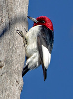 Red-headed Woodpecker, 23 January 2021, Salem, New London Co.