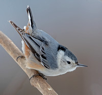 White-breasted Nuthatch, 18 February 2021, Mansfield, Tolland Co.