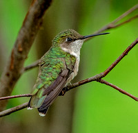 Ruby-throated Hummingbird, 18 July 2023, Mansfield, Tolland Co.