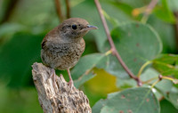 House Wren, 19 July 2022, Mansfield, Tolland Co