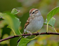 Chipping Sparrow, 28 September 2022, Mansfield, Tolland Co.