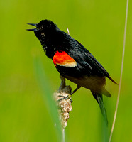 Red-winged Blackbirds, 25 May 2024, Mansfield, Tolland Co