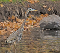 Great Blue Heron, 9 November 2014, Middlefield, Middlesex Co.