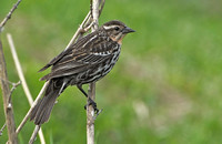 Red-winged Blackbird, 3 May 2014, Mansfield, Tolland Co.
