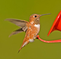 Rufous Hummingbird, Middle Haddam