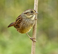 Swamp Sparrow, October 2013, Mansfield, Tolland Co.