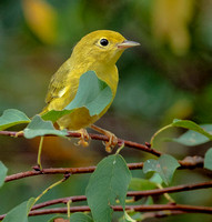 Yellow Warbler, 13 July 2024, Mansfield, Tolland Co