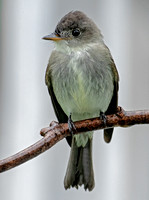 Eastern Wood-pewee, 5 September 2022, Mansfield, Tolland Co.