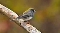 Dark-eyed "Slate-colored" Junco, Fall 2013, Mansfield, Tolland Co