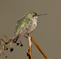 Calliope Hummingbird, Simsbury, CT