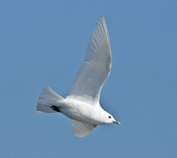 Ivory Gull, Plymouth, MA
