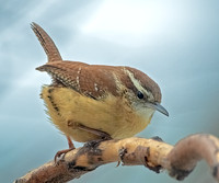 Carolina Wren, 13 February, 2025, Mansfield, Tolland Co.