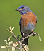 Western Bluebird, San Diego Ca.