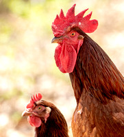 Rhode Island Red, 1 May 2025