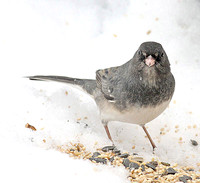 Dark-eyed Junco X White-throated Sparrow, Ashforf CT