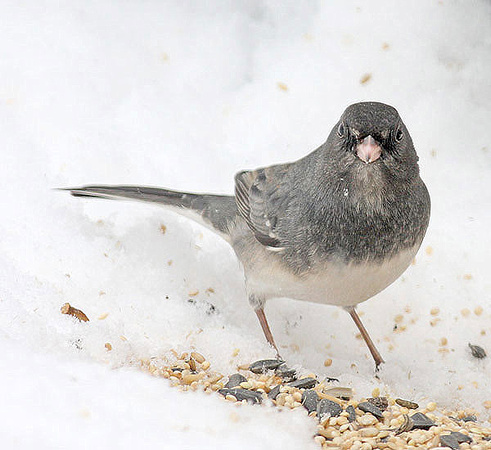 Dark-eyed Junco X White-throated Sparrow, Ashforf CT