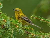 Pine Warbler, 2 May 2025, Hampton, Windham Co