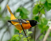 Baltimore Oriole, 4 May 2025, Mansfield. Tolland co