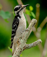Hairy Woodpecker, 18 May 2022, Mansfield, Tolland Co.