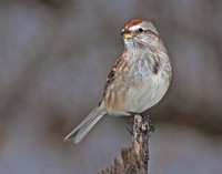 American Tree Sparrow, 2 March 2012, Ashford, Windham Co.