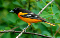 Baltimore Oriole, 13 June 2024, Mansfield, Tolland Co,