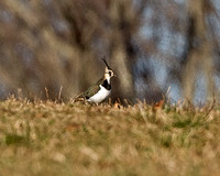 Northern Lapwing, 28 November 2010, Storrs, Tolland Co., CT. First State Record