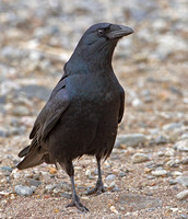 Fish Crow, 1 April 2012, Westport, Fairfield Co.