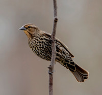 Red-winged Blackbird, 18 May 2022, Mansfield, Tolland Co.