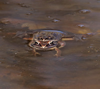 Wood Frogs, 14 March 2012, Chester, New London Co.