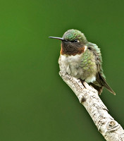 Ruby-throated Hummingbird, 28 May 2014, Mansfield, Tolland Co.