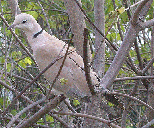 Eurasian Collared Dove, Waterbury, CT