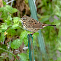 Lincoln's Sparrow, 25 September 2022, Mansfield, Tolland Co
