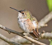 Rufous Hummingbird, Tolland, CT