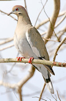 White-winged Dove, Branford, CT