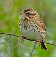 Savannah Sparrow, 27 September 2024, Mansfield, Tolland Co.