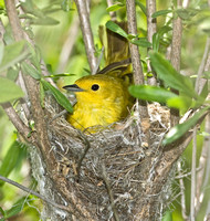 Yellow Warbler nest, 26 May 2010, Madison, New Haven Co.